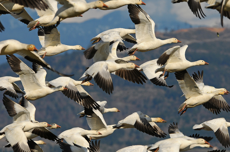 Flying With The Snow Geese