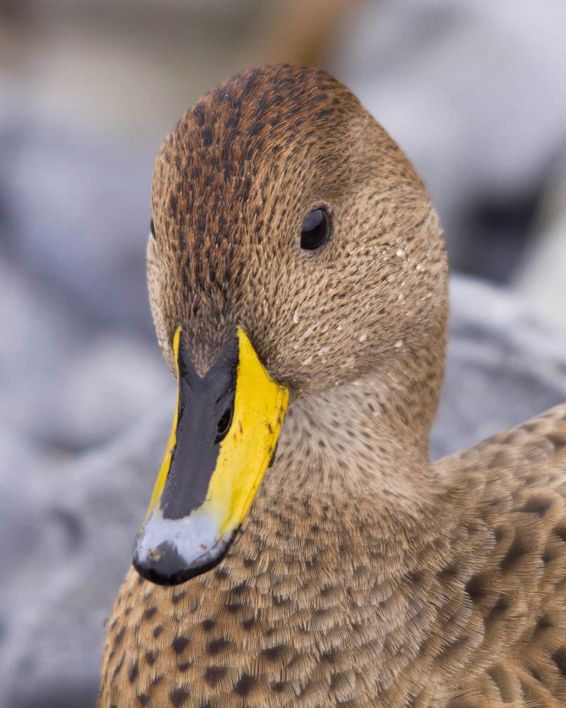 South Georgia Pintail Portrait