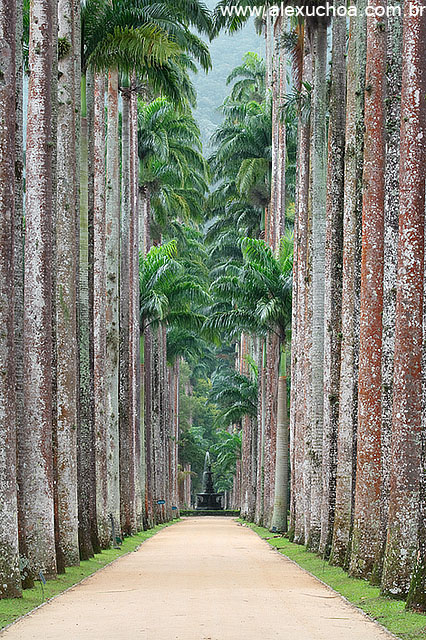 Jardim Botanico, Rio de Janeiro 6207.jpg
