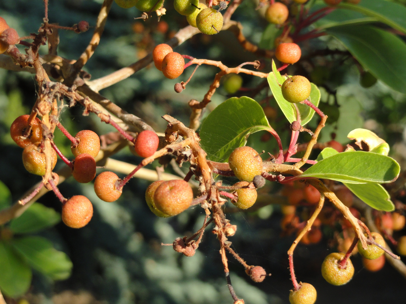 Arbutus andrachne - Krim, Ukraine