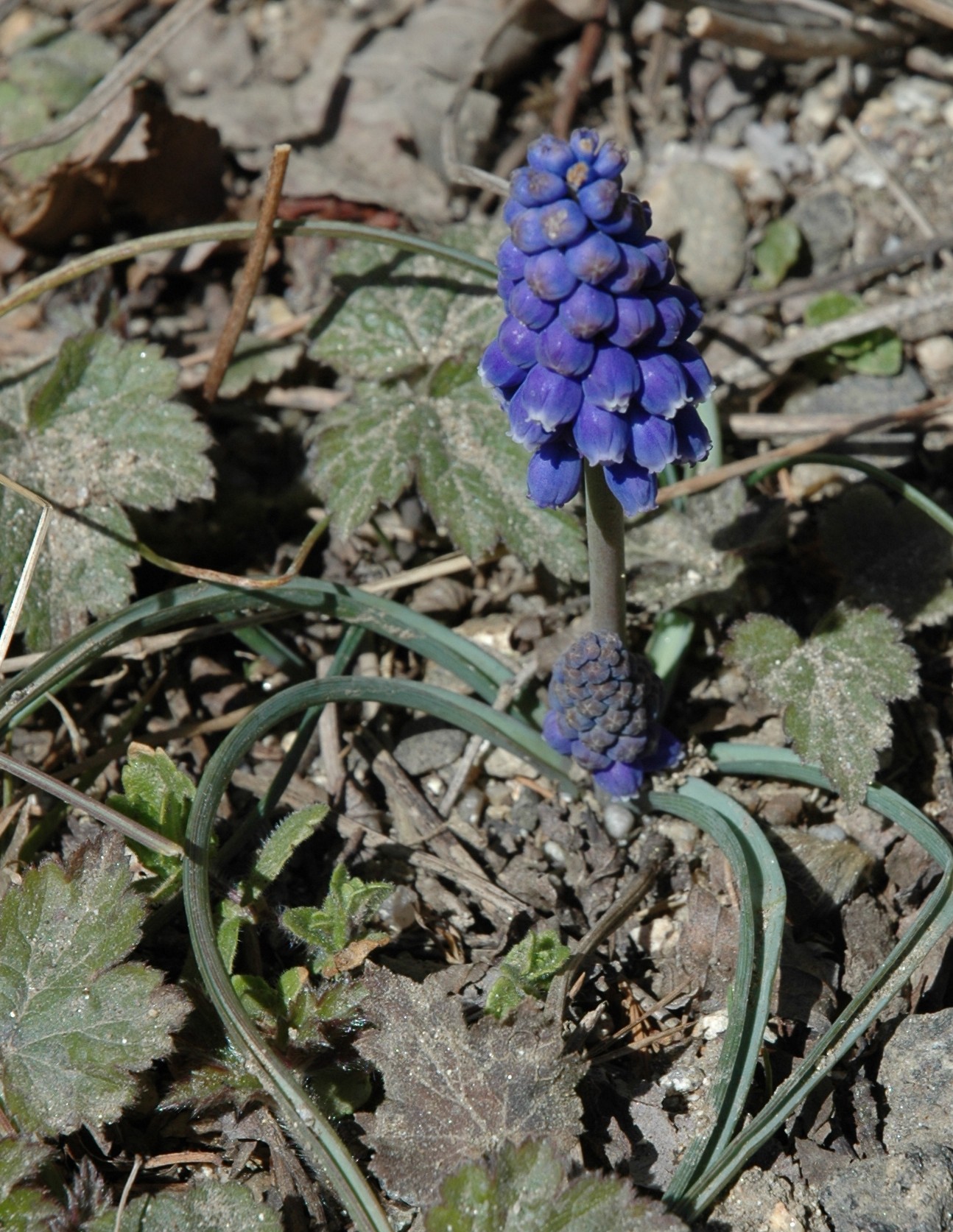 DSC_0028.JPG
