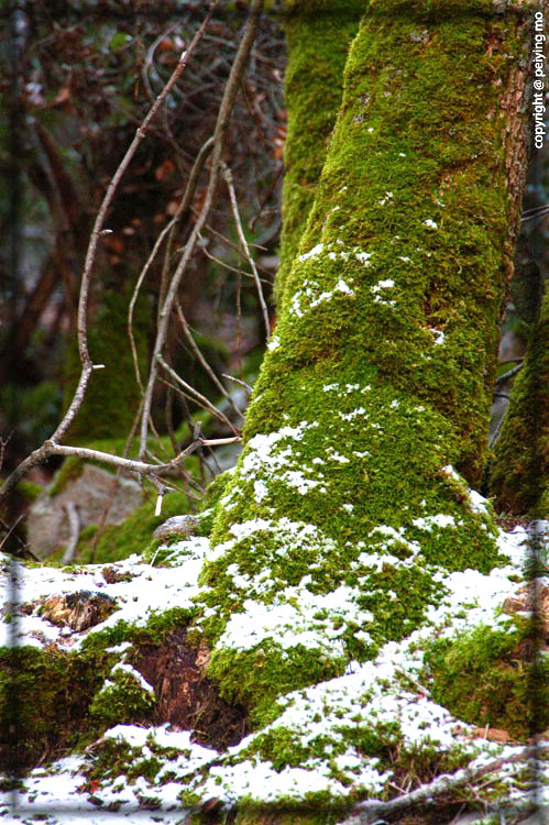 Moss and snow cover co-exist