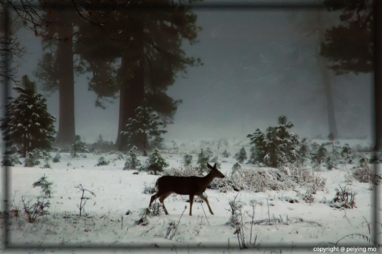 A deer is looking for food