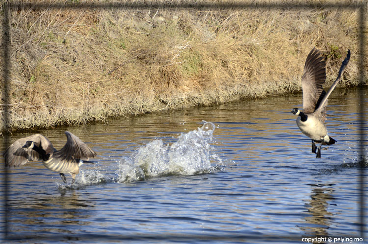 Chase: Canada Geese