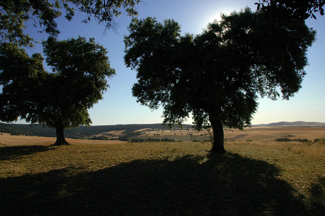 Old Holm Oaks