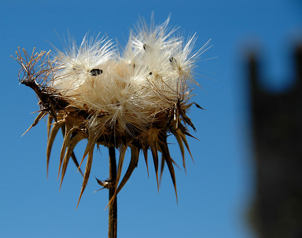 Thistle