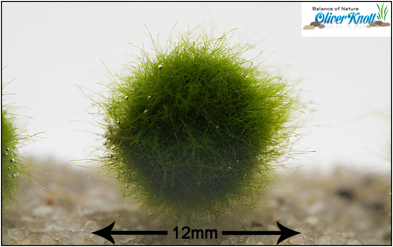 Nano-Marimo