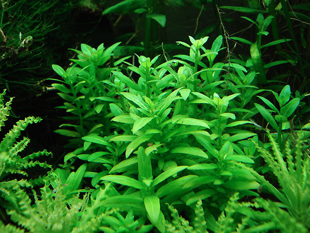 Staurogyne sp. - 11 months old