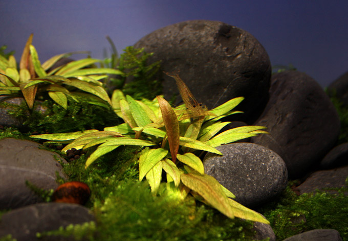 Cryptocoryne petchii Pink (O.Knott Bonsai variety)