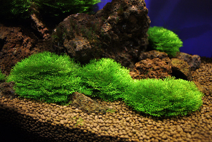 Riccia sp. dwarf