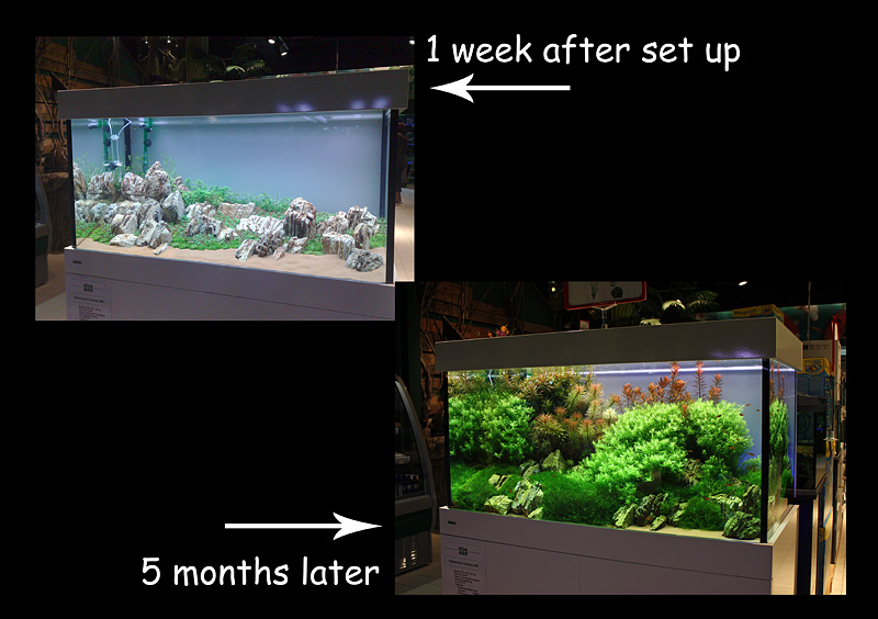 Evolution of growing - 360 liter tank by Oliver Knott