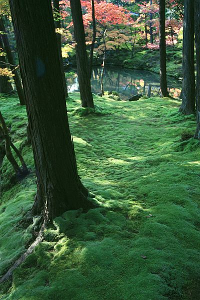 Kokedera (Moss Temple) Kyoto Japan 2009