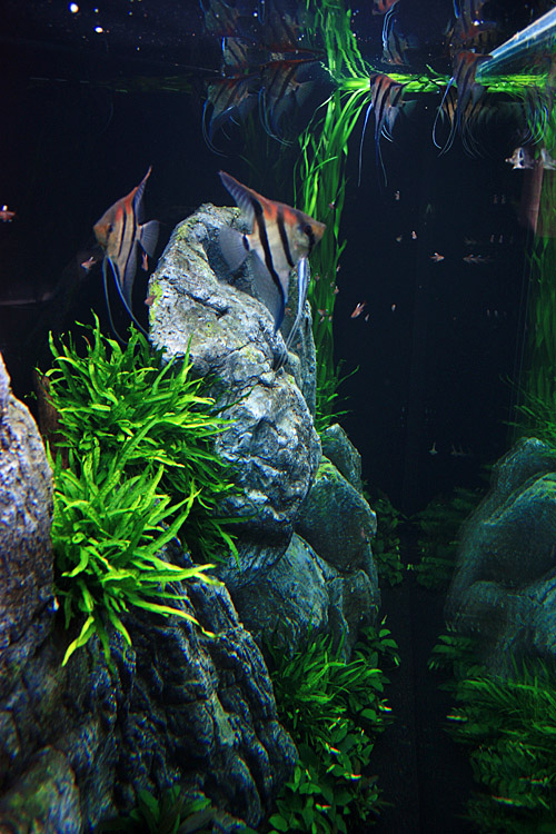 2000 Liter Aquascape by Oliver Knott