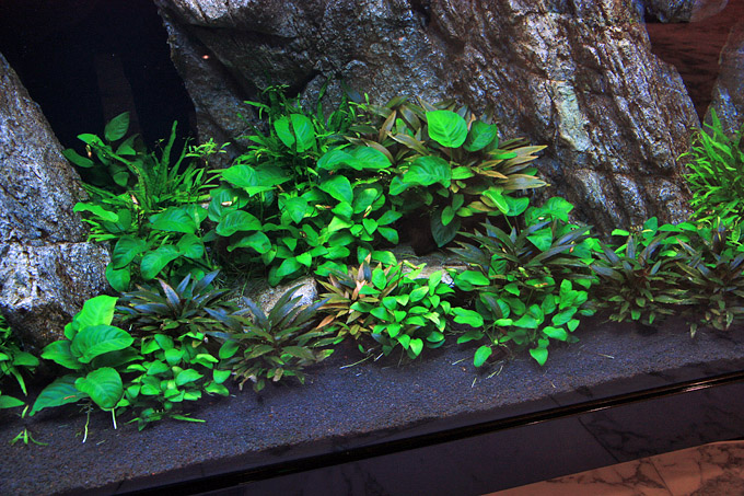 2000 Liter Aquascape by Oliver Knott