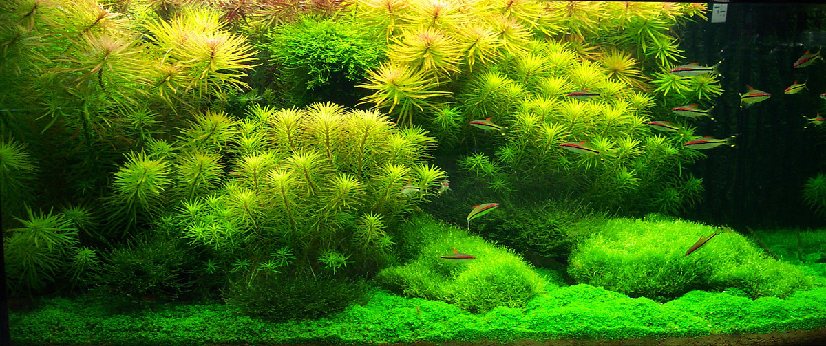 Winning work: 1st place aquascape - Aquabotanic  Aquascaping Contest 2004