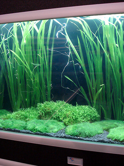 AquaFisch 2007