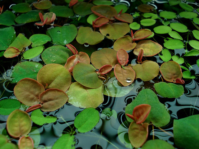 about 5 weeks after the set up - Phyllanthus fluitans