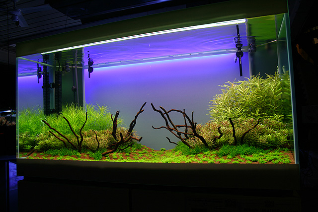 16th day after set up