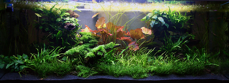 35th day after set up