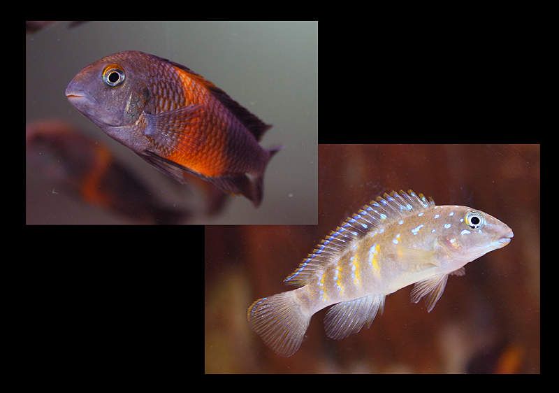 Tropheus moorii bemba & Eretmodus cyanostictus