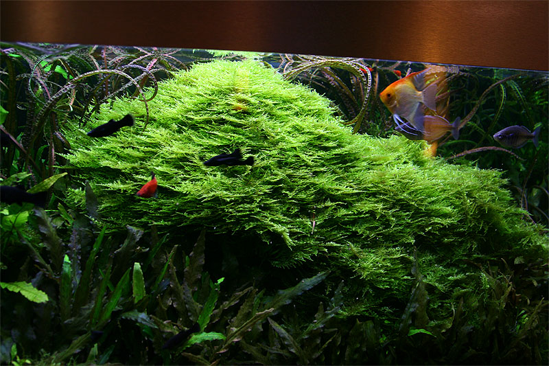 About 5 years after set up - Christmas moss owergrow the Cryptos photo -  Oliver Martin Knott photos at pbase.com