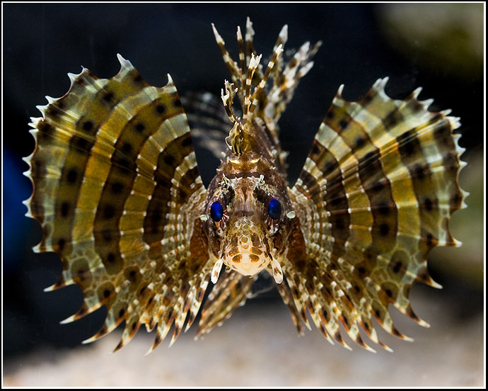 By Oliver Knott (Copyright Klle-Zoo GmbH)