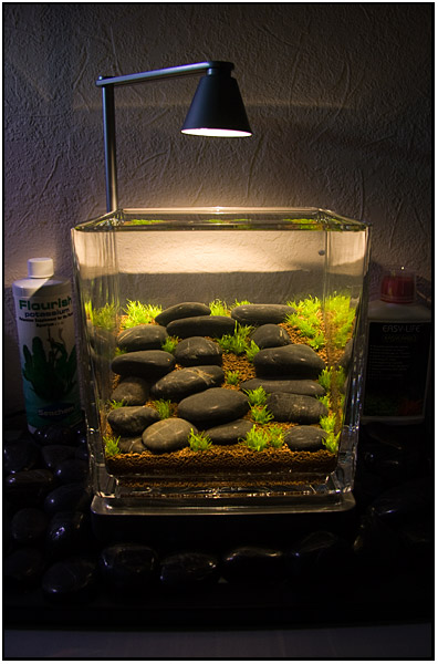 2 weeks after set up