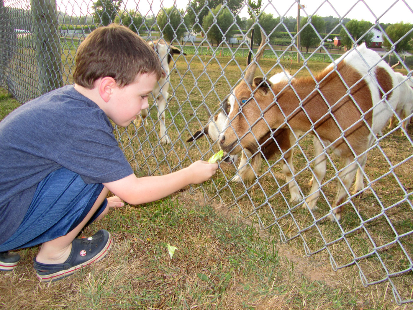 gavin_goat.jpg
