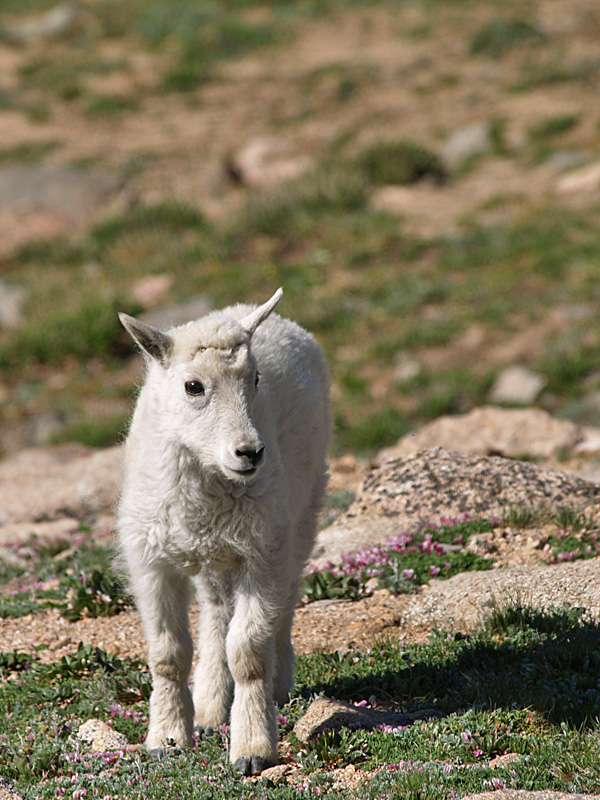 Stray Goat Strut