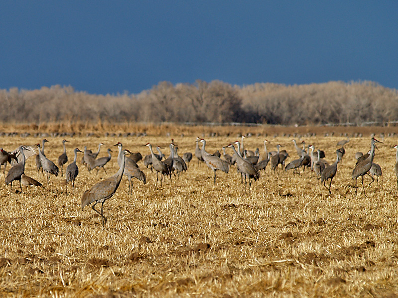 Feeding Cranes