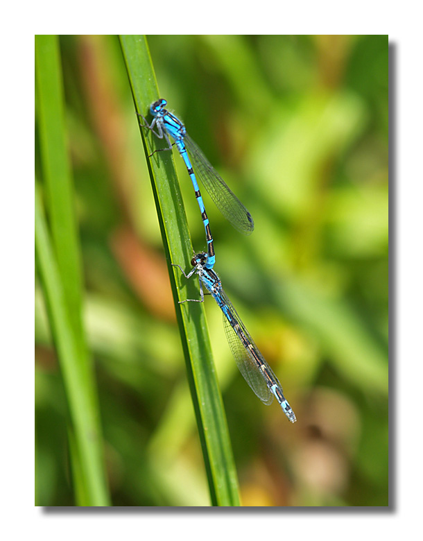 Dragonflys