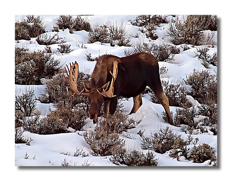 Bull Moose