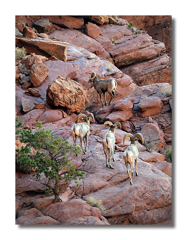 Desert Big Horn Sheep