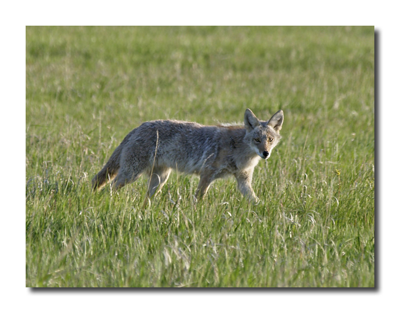 Teton Coyote