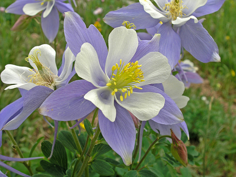 Blue Columbines