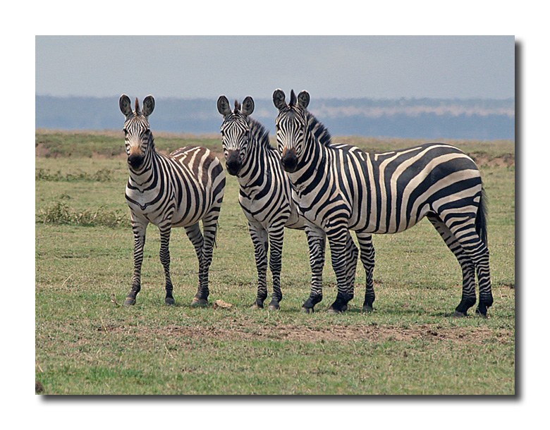 Zebra Trio