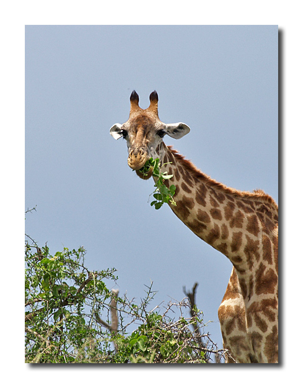 Giraffe eating