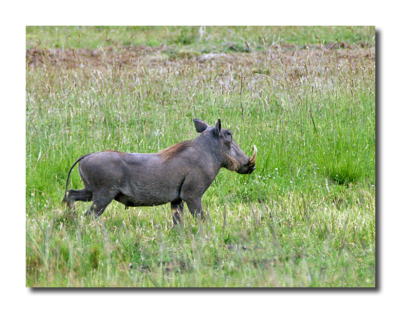 Warthog male