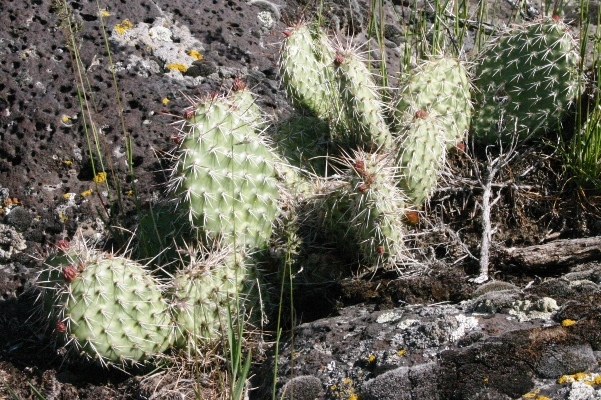 Starvation Cholla...Obviously Not Starving