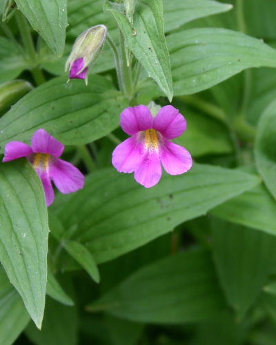 Lewiss Monkeyflower