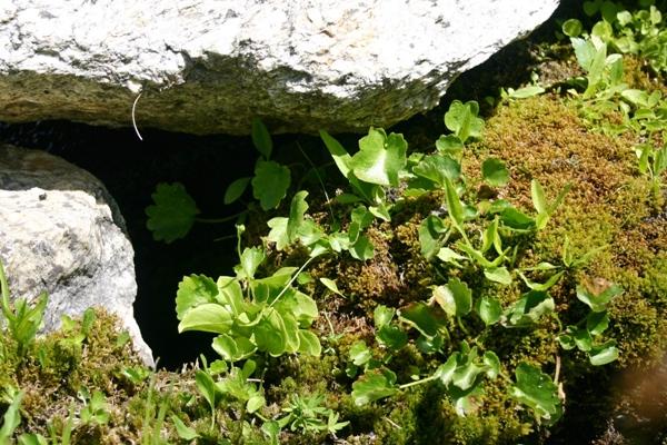 Brook Saxifrage Leaves