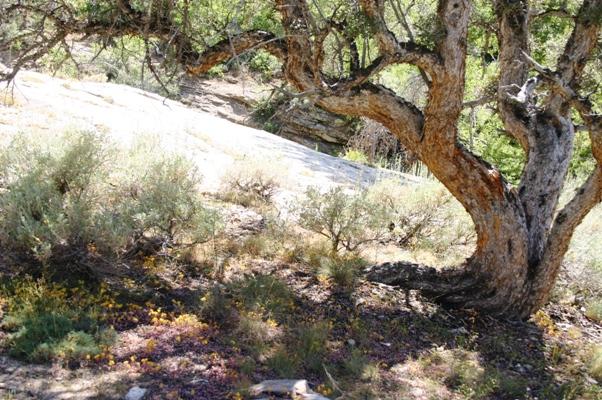 Mountain-mahogany