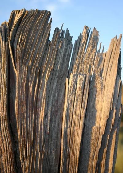 A Windworn Fencepost
