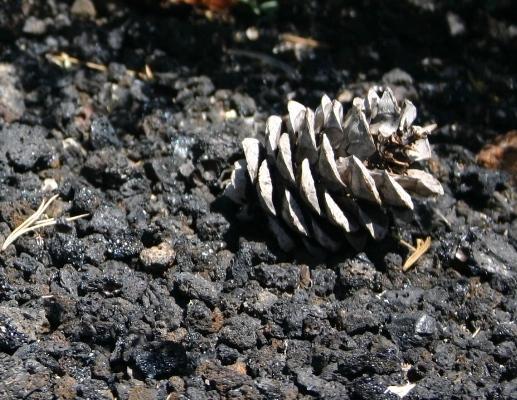 Limber Pine Cone