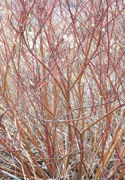 Willow on Rapid Creek