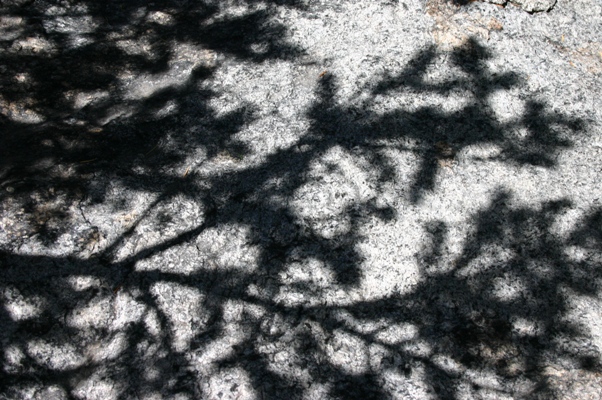 Spruce Shadow