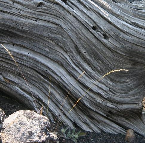 Still Life with Log