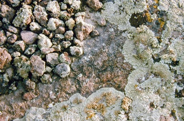 Pebbles and Lichens