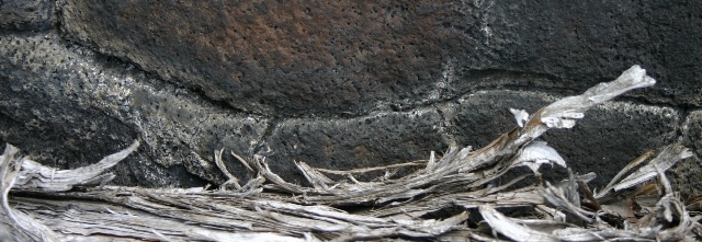 Juniper Bark
