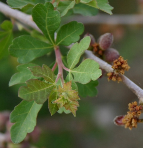 <i>Rhus</i> sp.